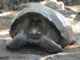 Hewan yang berkembang biak dengan cara bertelur atau ovipar, pertumbuhan embrio atau bakal anaknya terjadi di luar tubuh induknya, yaitu di dalam telur. Hilang Satu Abad Kura Kura Raksasa Galapagos Ditemukan Lagi