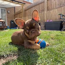 This pup is a descendant of the robust and athletic fighting dogs popular in england in the 1600's if you're looking for french bulldog puppies to adopt, you should understand their temperament. Bucksbulls Rolo French Bulldog Puppies Bulldog Puppies Cute French Bulldog