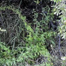 Image result for Hermannia glanduligera