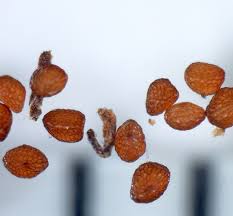 Image result for Vangueria sp.