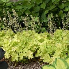 It is the perfect plant for dark areas of dry shade. Photo Essay Extremely Attractive Foliage Perennial Resource