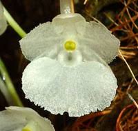 Image result for Rhipidoglossum burttii