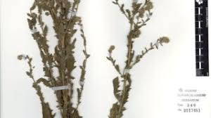 Image result for Pseudoconyza viscosa