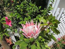 Image result for Protea rupestris