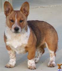 Check spelling or type a new query. Pembroke Welsh Corgi Puppy For Sale Cowboy Corgi Lookout Farm 11 Years Old