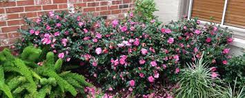 Camellia Shishi Gashira Shrubs Front Yard Plants Tropical Garden Outside Plants