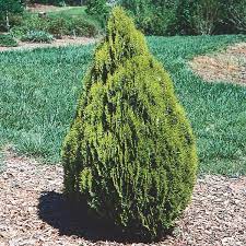 Here at liner source, inc., we want to provide you with the best. Berckman S Golden Arborvitae Aurea Nana Thuja Orientalis My Garden Life