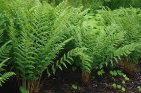 Image result for Dryopteris