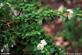 Image result for Lippia