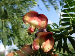 Image result for Sesbania quadrata