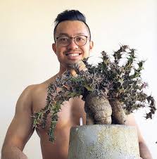 Image result for Euphorbia torta