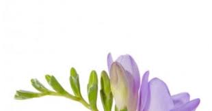 Wholesale Freesia Purple Blooms By The Box Freesia Flowers Yellow Bridal Bouquets Wholesale Flowers