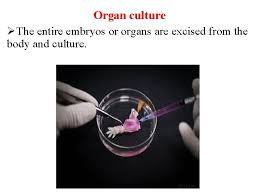 What is organ culture in animals. Lecture Of Subject Lecture 1 Dr Sharafaldin Almusawi