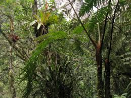 Image result for Cyathea mildbraedii