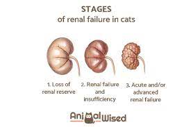 How Long Does A Cat With Kidney Failure Live Life Expectancy Factors