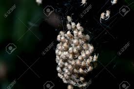 Video i 4k og hd klar til næsten enhver nle nu. Image Blur Of A Bunch Of Baby Spiders Hatching On Nest Stock Photo Picture And Royalty Free Image Image 70730845