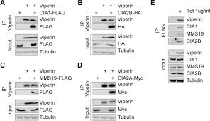 The university of waikato the university of waikato bachelor of. Cellular Requirements For Iron Sulfur Cluster Insertion Into The Antiviral Radical Sam Protein Viperin Journal Of Biological Chemistry