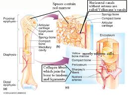 We can only begin to outline the mechanisms of bone formation here; Biol 237 Class Notes Skeletal System