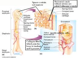 The properties of the inlay allow all application techniques of cement injection. Biol 237 Class Notes Skeletal System