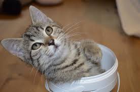 Whole grains like brown rice and oatmeal are actually very good for cats, the former a natural way to heal diarrhea. 8 Facts On Can Cats Eat Marshmallows Everyone Should Know