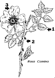 Image result for Rosaceae