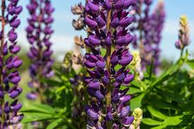 In their native habitats, lupines cover hillsides with vibrant displays. Wie Giftig Sind Lupinen Risiken Fur Mensch Und Tier