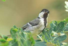 Download Suara Gelatik Batu Gacor Untuk Masteran Mp3 Hobi Burung Gelatik Batu Burung Jalak