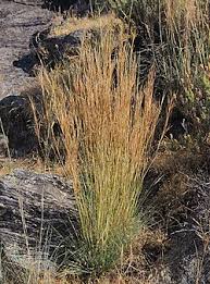 Image result for Hyparrhenia