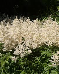 Image result for Satyrium flavum