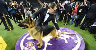 We did not find results for: Rumor The German Shepherd Wins Best In Show At Westminster