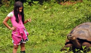 Many visitors to the islands are pleasantly surprised to discover that not only is there an abundance of wildlife. 5 Animals In Galapagos Islands You Should Know About Howlanders