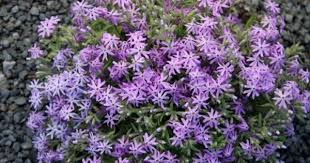 Pin On New Plants 2016 Pdn