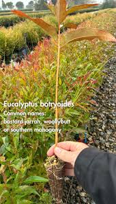 Image result for Eucalyptus botryoides
