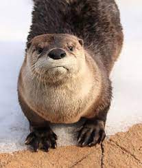 American River Otter Otters River Otter Otter Love