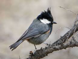 Black Birds In Pakistan Pin On Bird Families P Q