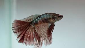 Bedanya Cupang Hias Dan Cupang Adu Di 2020 Ikan Ikan Cupang Betta