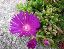 We did not find results for: Rock Gardening Easy Guide 5 Tips To Rock Your Garden