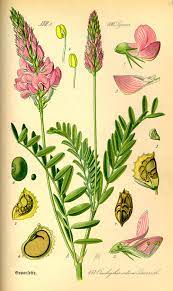 Die esparsette | die esparsetten. Futter Esparsette Onobrychis Viciifolia Beschreibung Steckbrief Systematik
