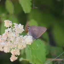 Image result for Satyrium macrophyllum