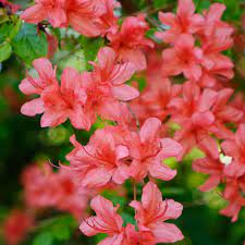 Azalea Flame Creeper 2 5qt U S D A Hardiness Zones 6 9 1pc Cottage Hill Green Azaleas Hybrid Tea Roses Creepers