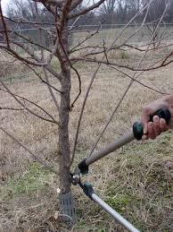 While you still need to keep an eye out for things like disease, bugs and dead wood you should focus more on promoting fruit growth. Pruning Fruit Trees