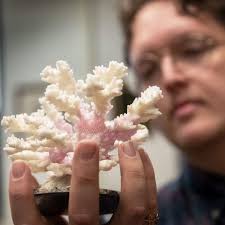 News: Ecology Student Wins Award from Phycological Society of America