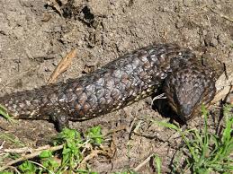Black And White Lizard Australia Shingle Back Lizard See Our Slideshow Of Australian Native Animals Landscapes Scenery At Australian Native Animals Australian Animals Australian Wildlife
