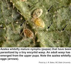 To prepare, add some cloves of garlic to the vegetable oil and let it sit for about a full day. Azalea Whitefly Nc State Extension Publications
