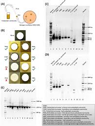 Image result for Putterlickia verrucosa