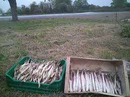Le magazine web de l'information locale dans le département du loir et cher. Asperges Violettes Bio Bailly Laurene Vente Directe Producteur Huisseau Sur Cosson 41350