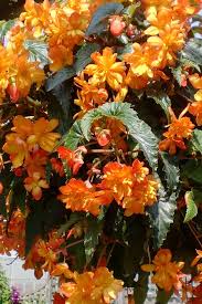 Image result for Begonia pulcherrima