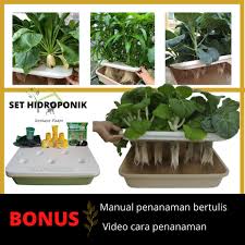 Lagipun anak bili masih kat dulang semaian. Hidroponik Set For Beginner Kazz Starter Kit Hidroponik Tanpa Pam Shopee Malaysia