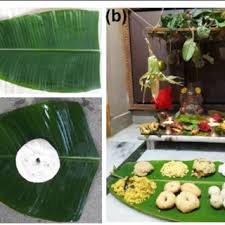 Get contact details and address | id: A The Leaf Of Banana M Paradisiaca B Naivedyam Offered To God Download Scientific Diagram