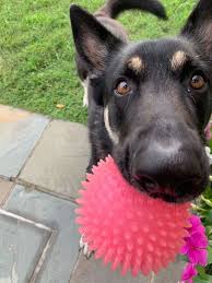 First dogs champ and major are making themselves at home in the white house. Meet First Dogs Major And Champ Who Will Move Into White House With Joe Biden Mirror Online